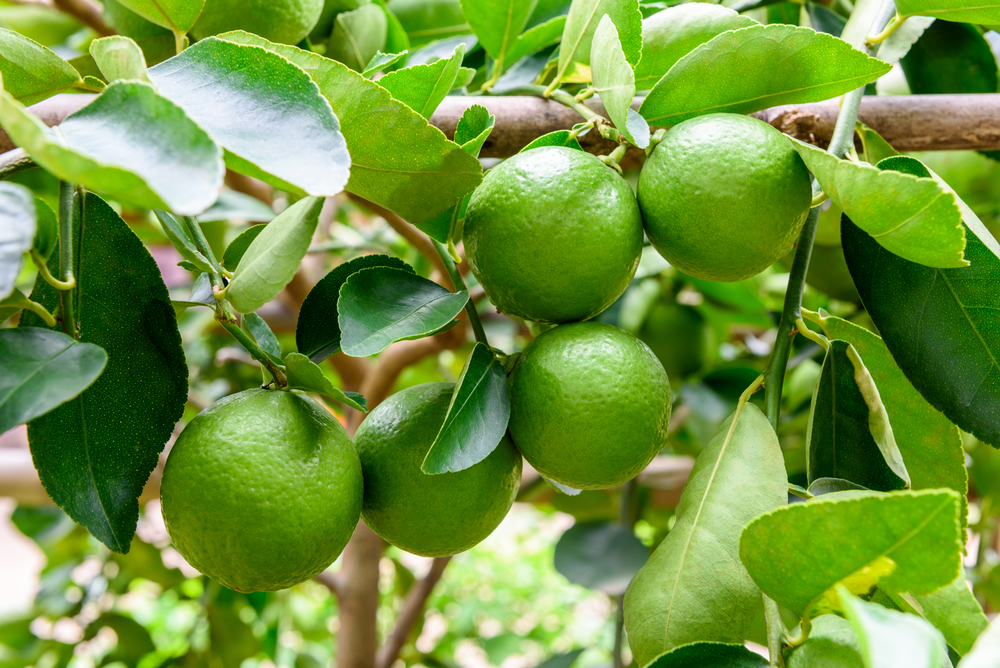 Green,Limes,On,A,Tree.,Lime,Is,A,Hybrid,Citrus