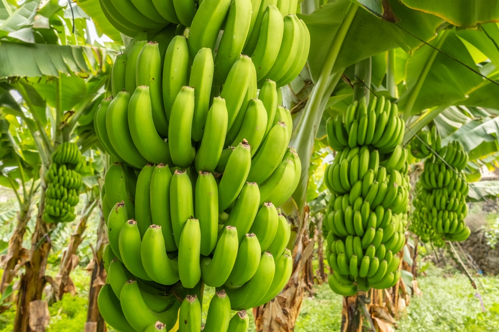 Green,Bananas,Growing,On,Trees.,Green,Tropical,Banana,Fruits,Close-up